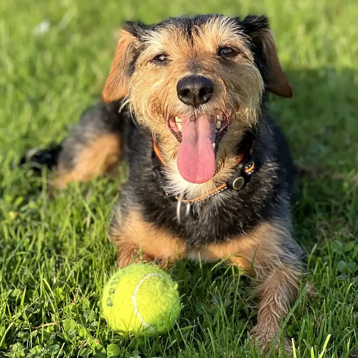 Luna - Rescue dog inspiring the IMHA Toolkit